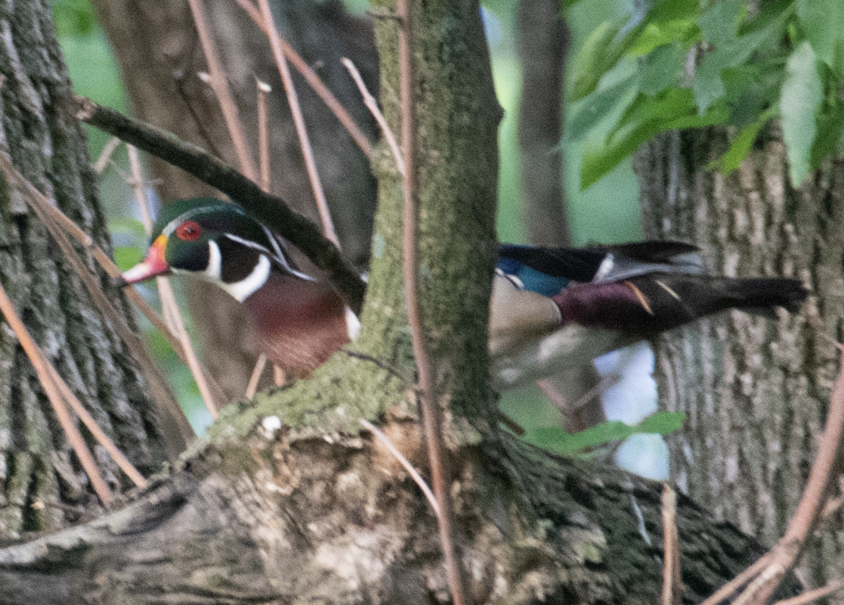 Wood Duck - ML638997664