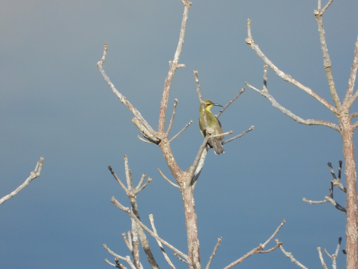 Palawan Sunbird - ML638997678