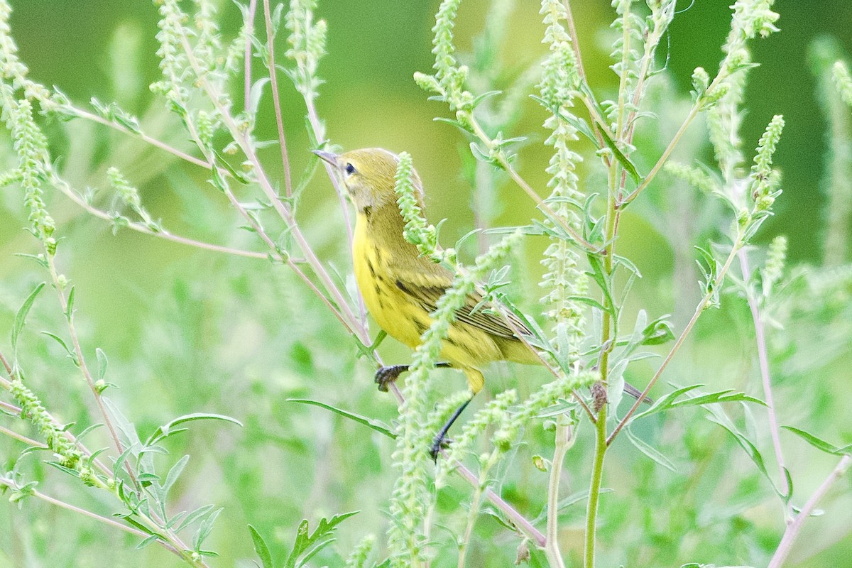 Prairie Warbler - ML638997681