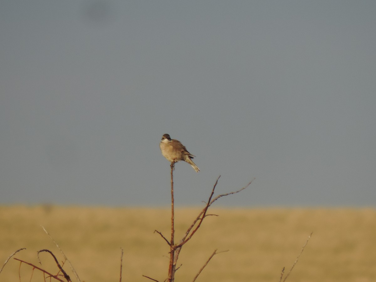 Buff-winged Cinclodes - ML638997696
