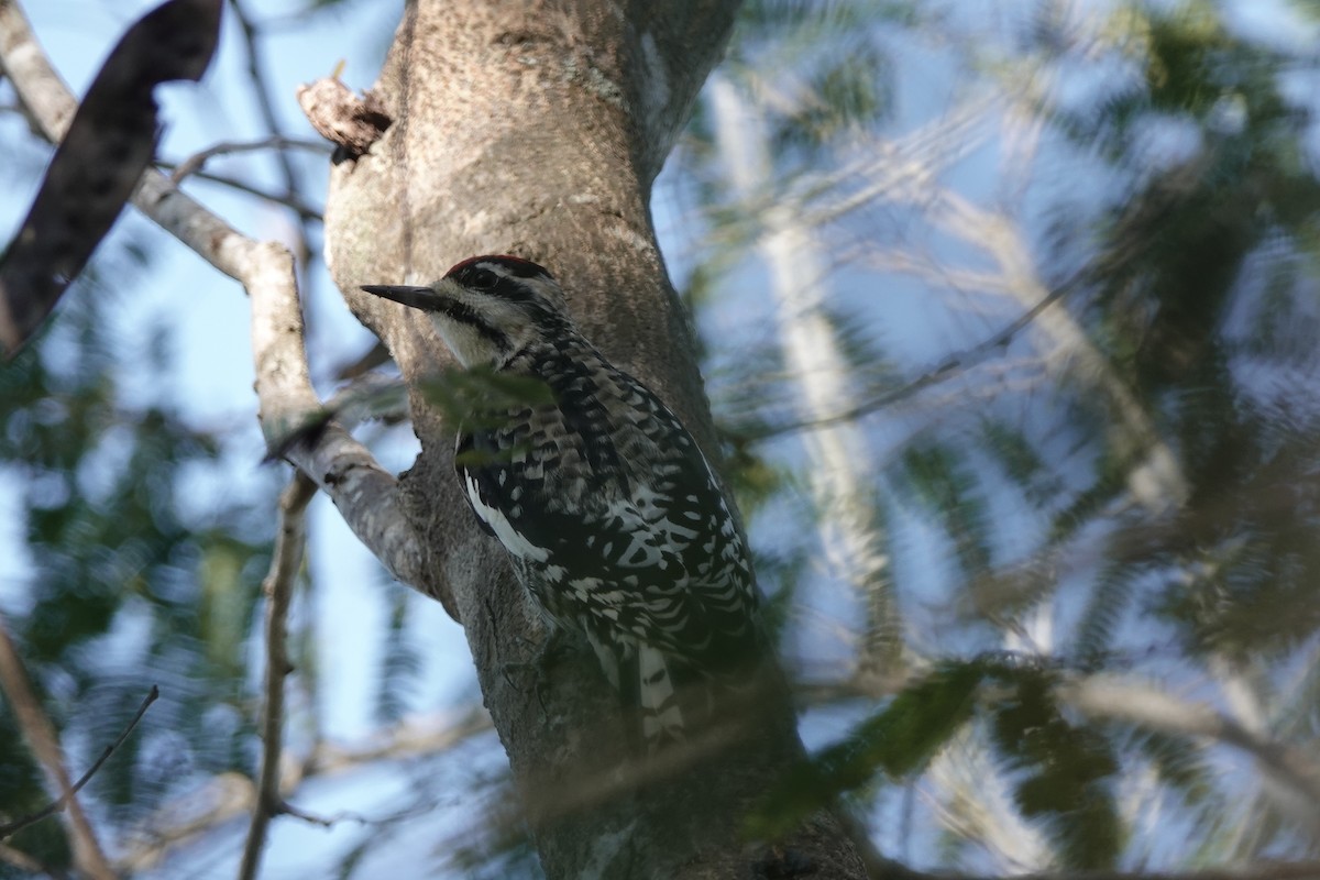 Yellow-bellied Sapsucker - ML638997699
