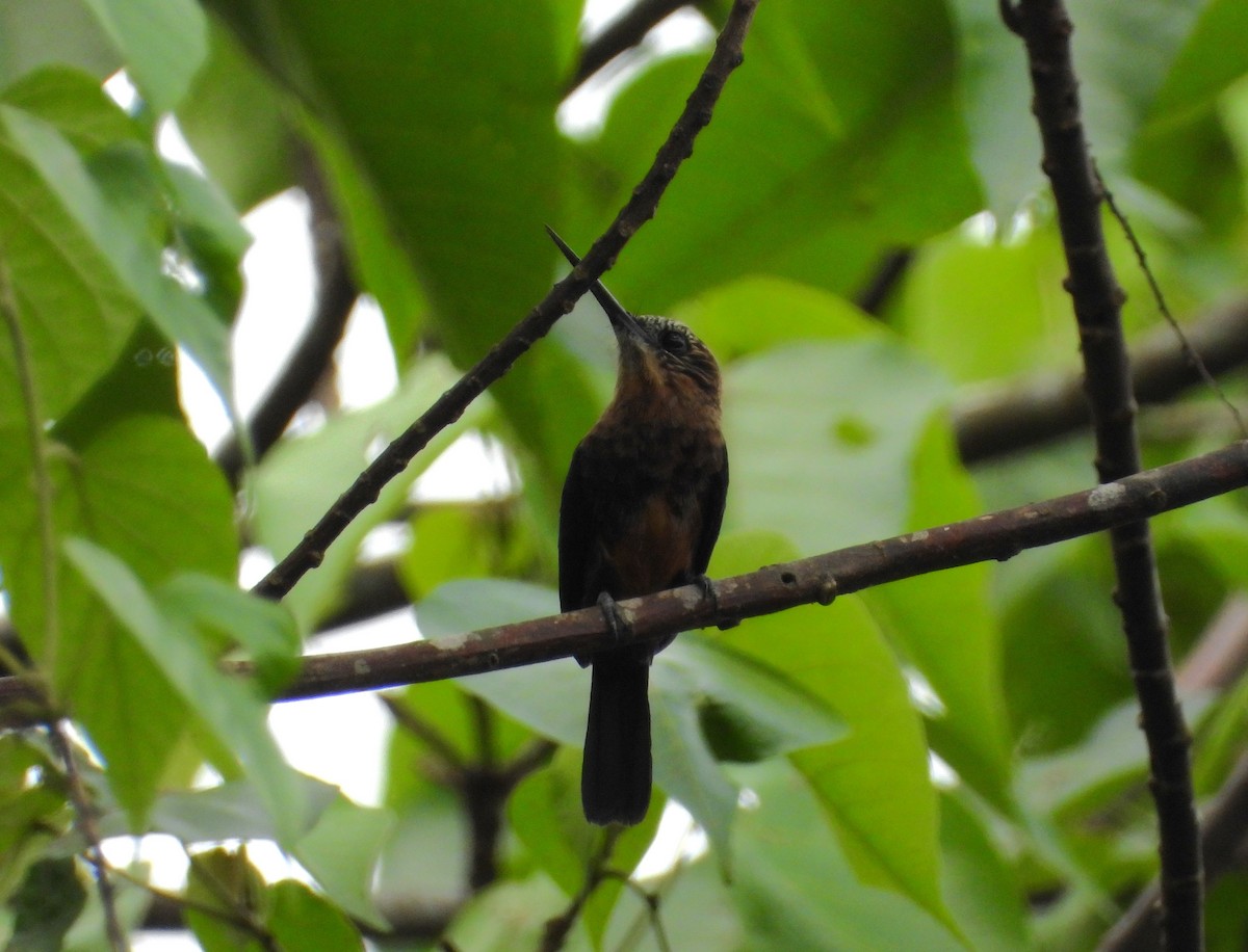 Brown Jacamar - ML638997757