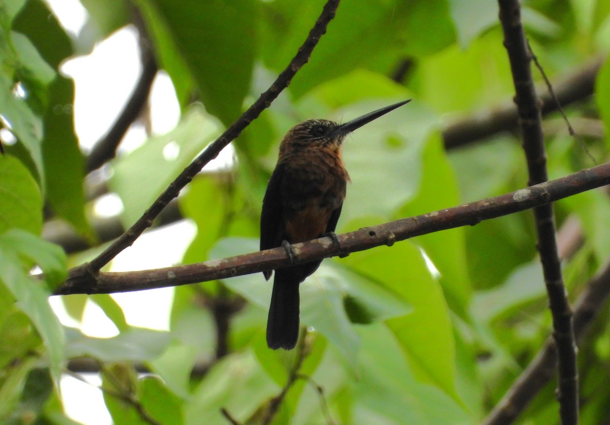 Brown Jacamar - ML638997758