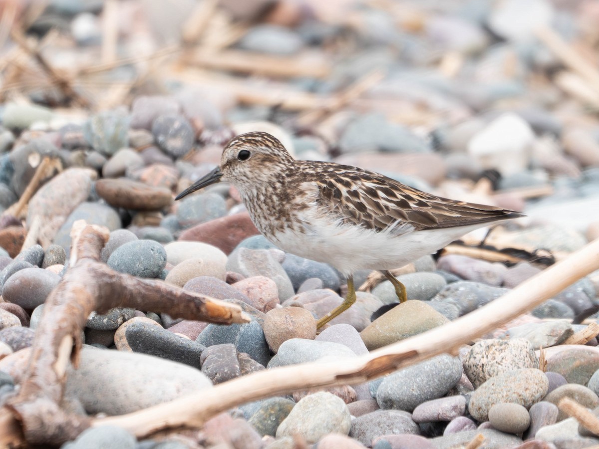 Least Sandpiper - ML638997761