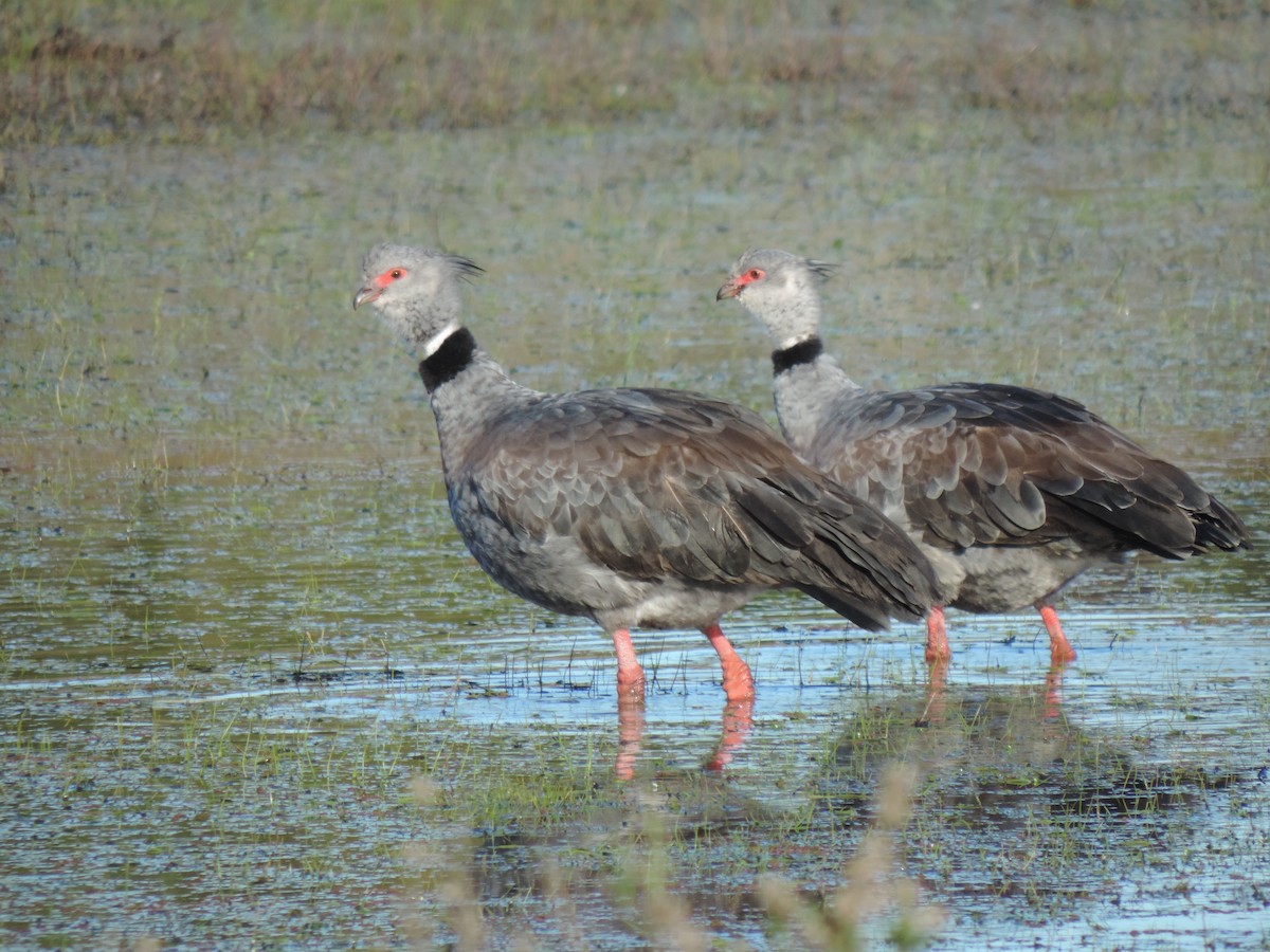 Southern Screamer - ML638997772