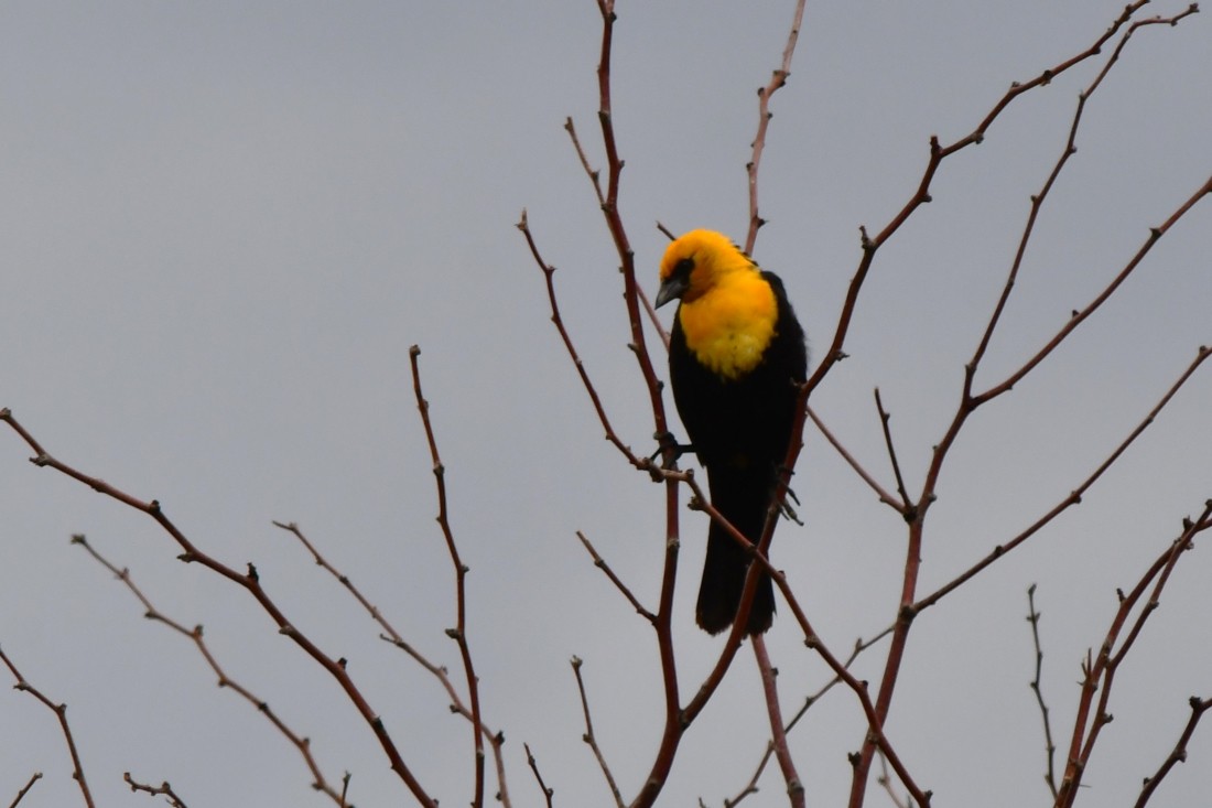 Yellow-headed Blackbird - ML638997773