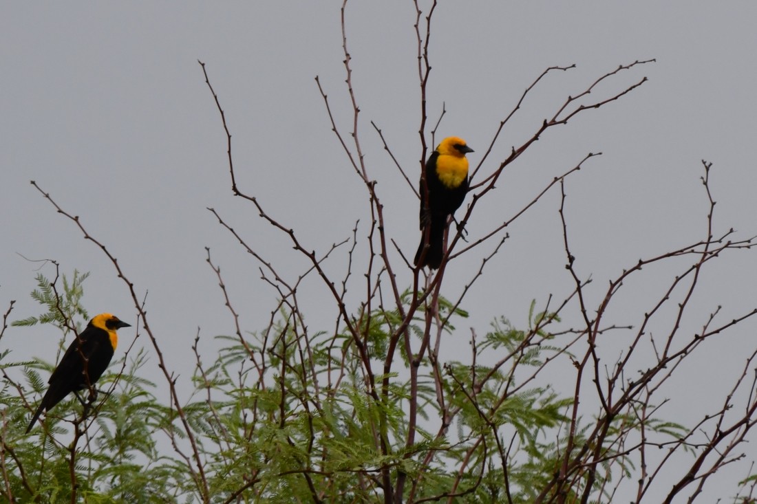 Yellow-headed Blackbird - ML638997774