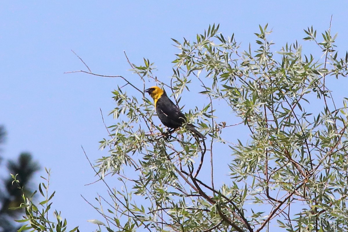 Yellow-headed Blackbird - ML638997794
