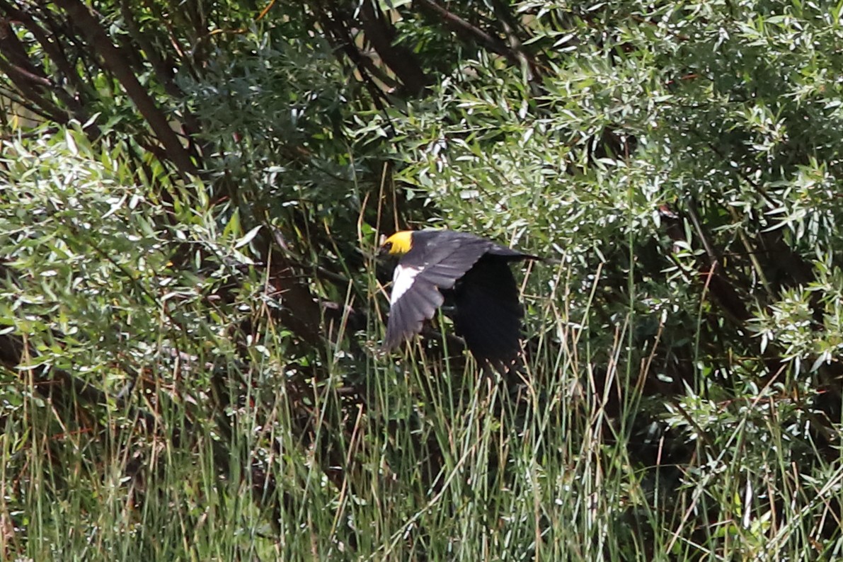 Yellow-headed Blackbird - ML638997796