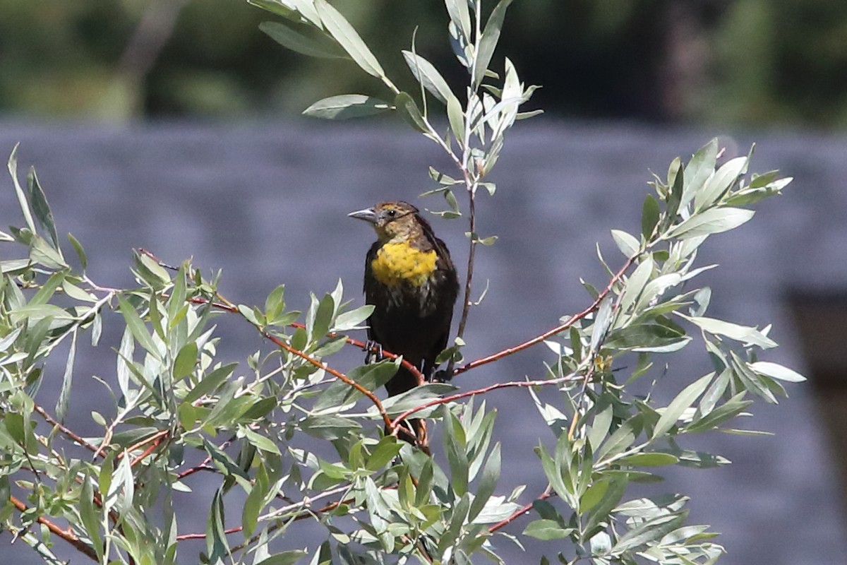 Yellow-headed Blackbird - ML638997800