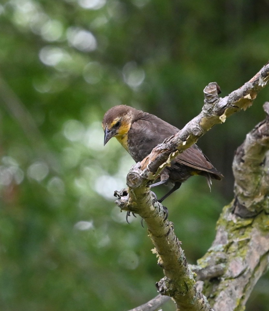 Yellow-headed Blackbird - ML638997802