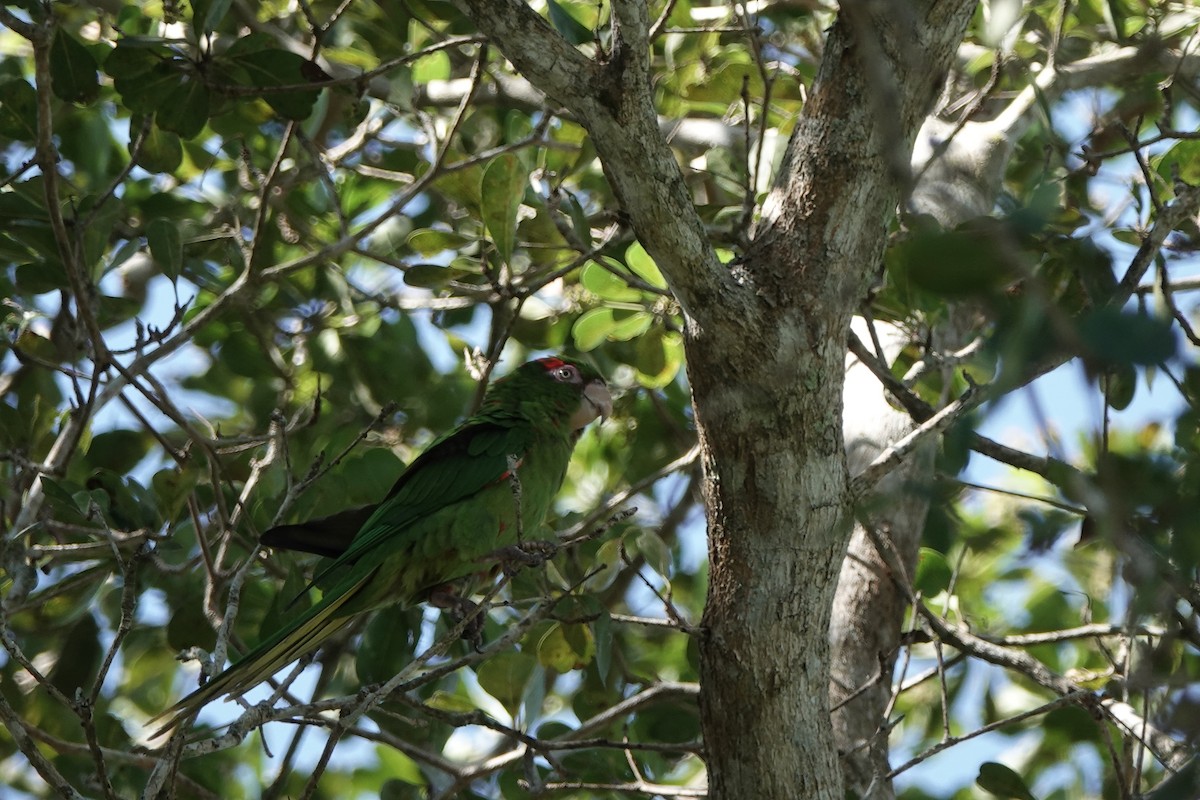 Cuban Parakeet - ML638997803