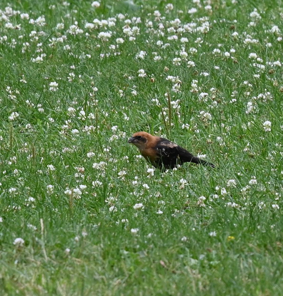 Yellow-headed Blackbird - ML638997805