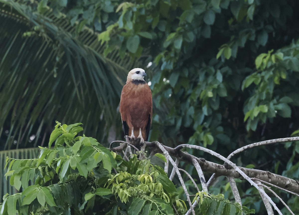 Black-collared Hawk - ML638997811