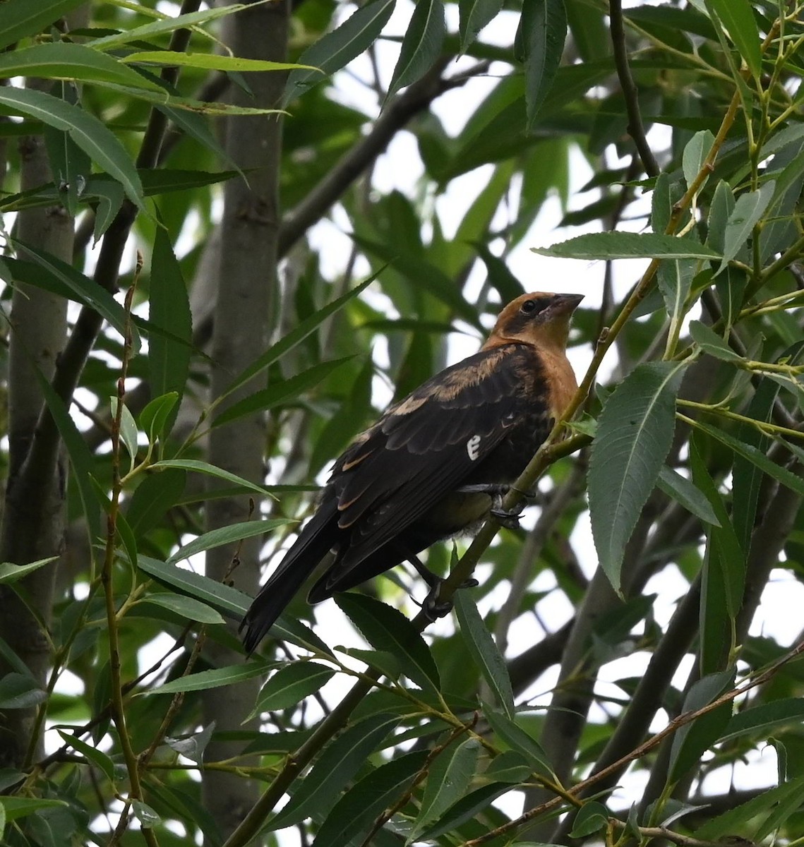 Yellow-headed Blackbird - ML638997817