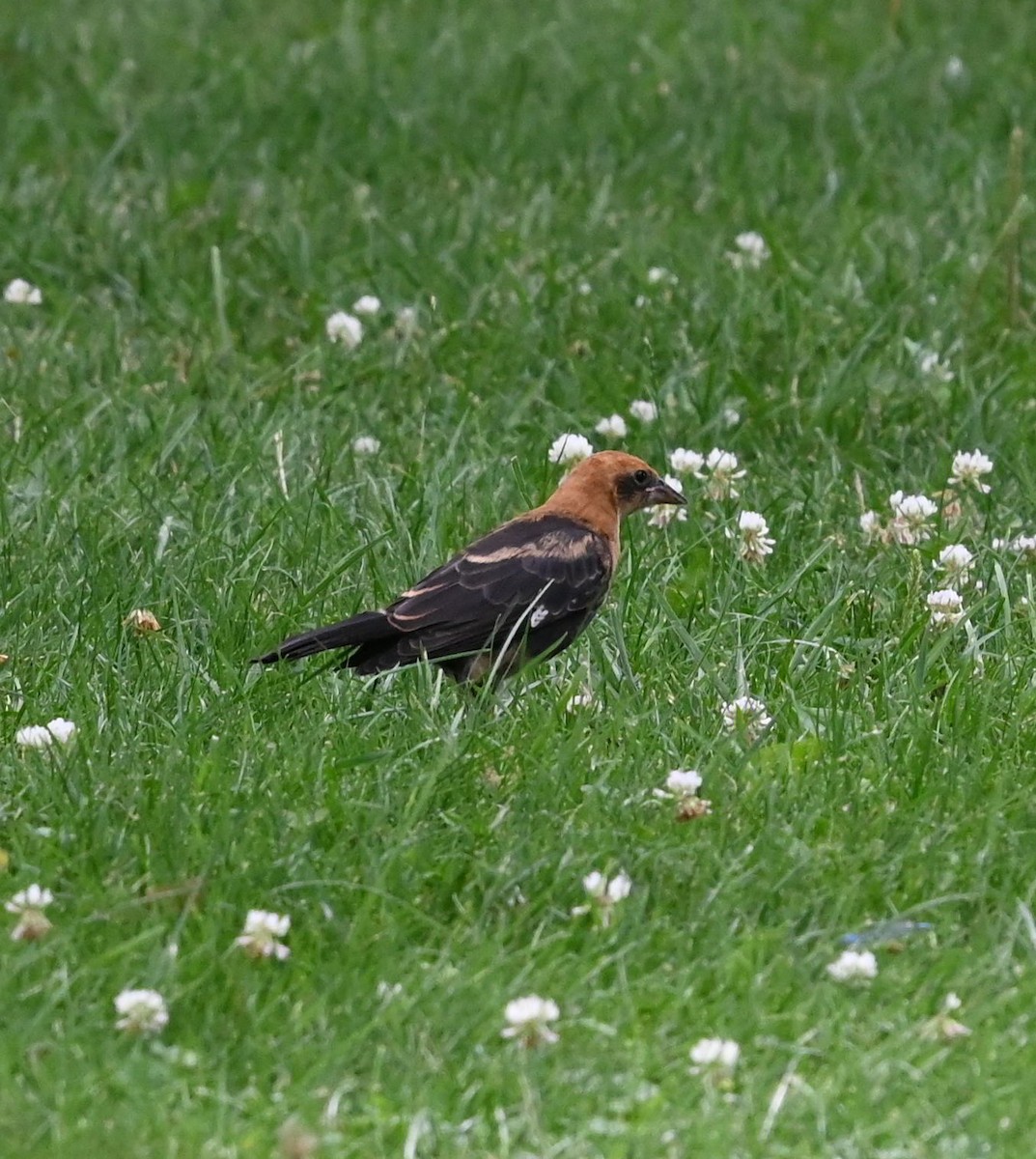 Yellow-headed Blackbird - ML638997820