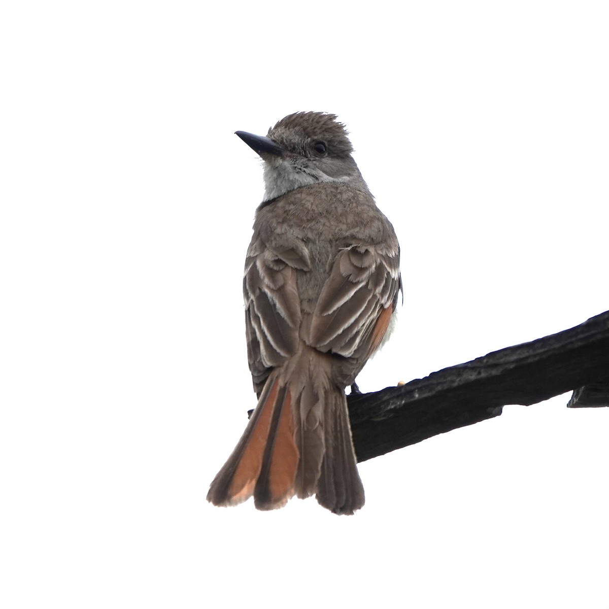 Ash-throated Flycatcher - ML638997870