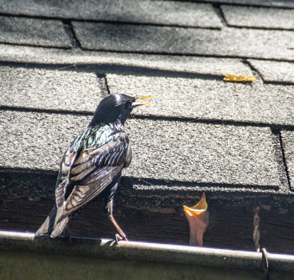 European Starling - ML638997874