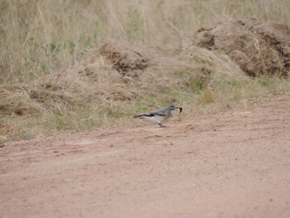 Gray Monjita - ML638997884