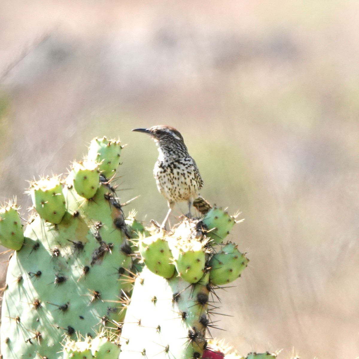 Cactus Wren - ML638997885