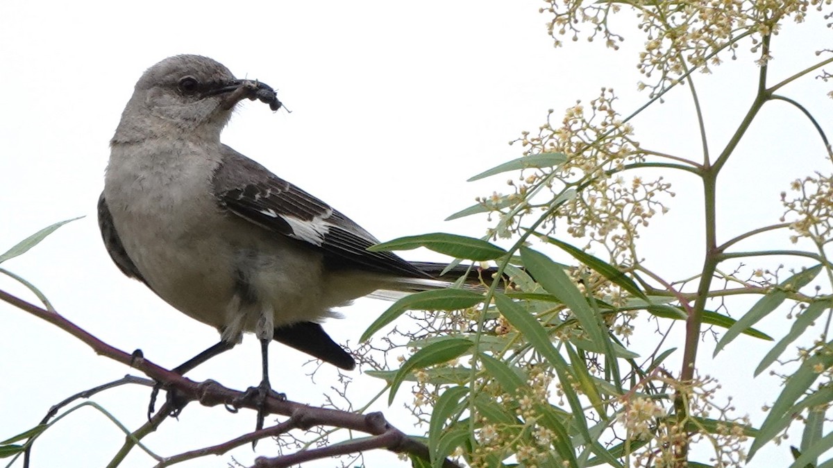 Northern Mockingbird - ML638997890