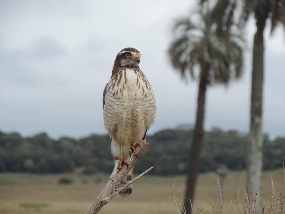 Roadside Hawk - ML638997912