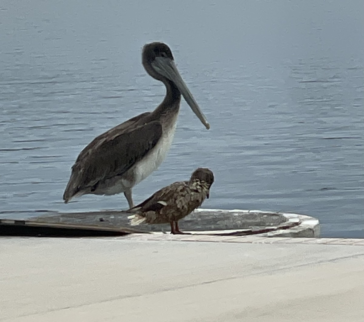 Brown Pelican - ML638997937