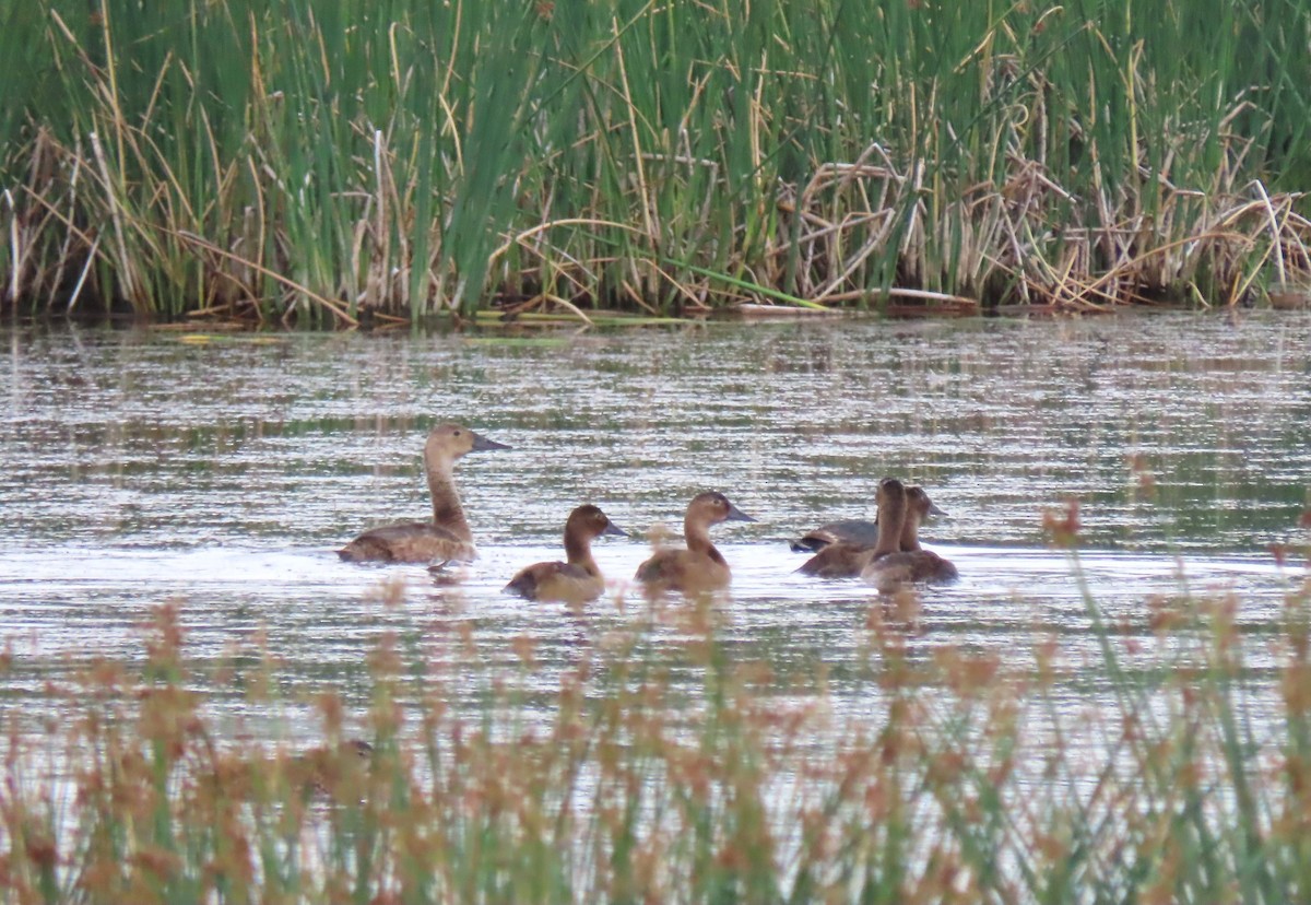 Canvasback - ML638997965