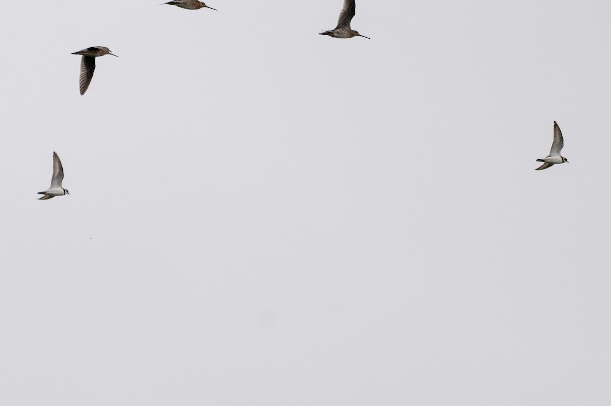 Semipalmated Plover - ML638997967