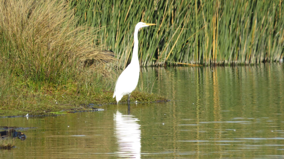 Great Egret - ML638997971