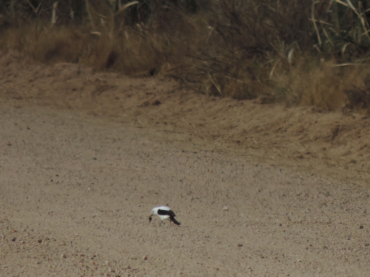 Black-and-white Monjita - ML638997972