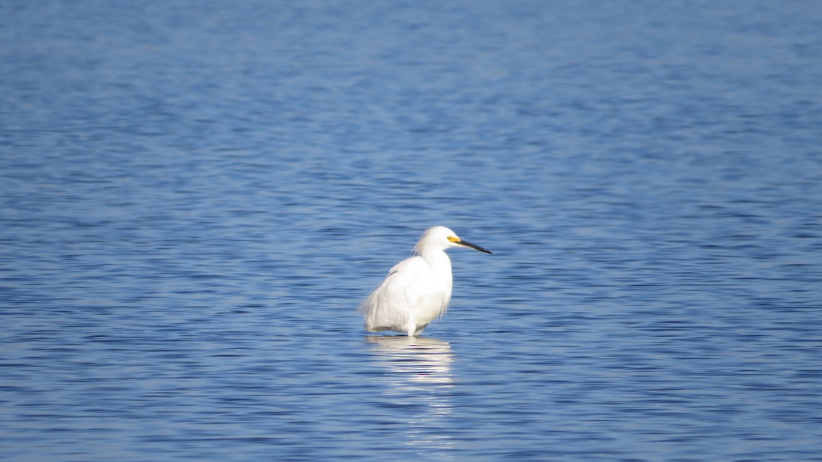 Snowy Egret - ML638997975