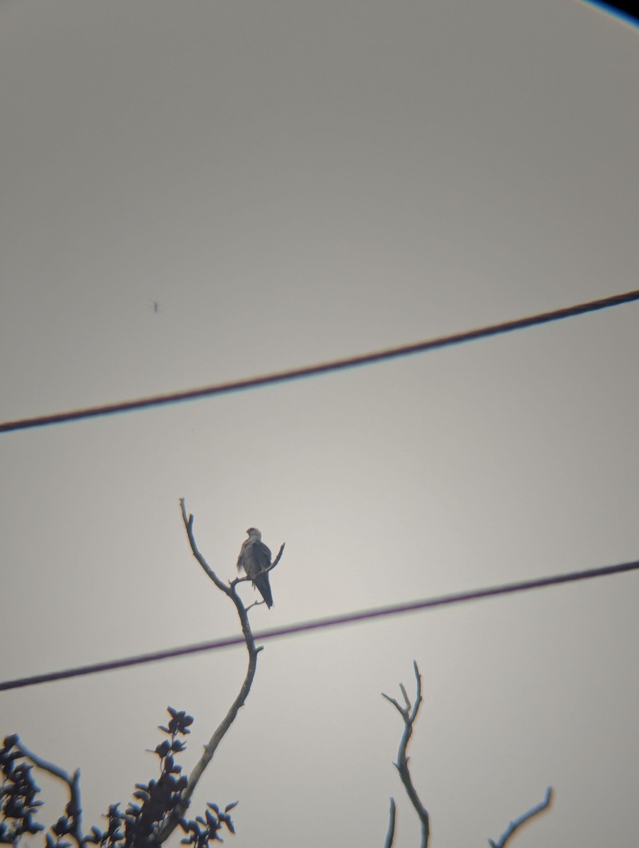 Mississippi Kite - ML638997976