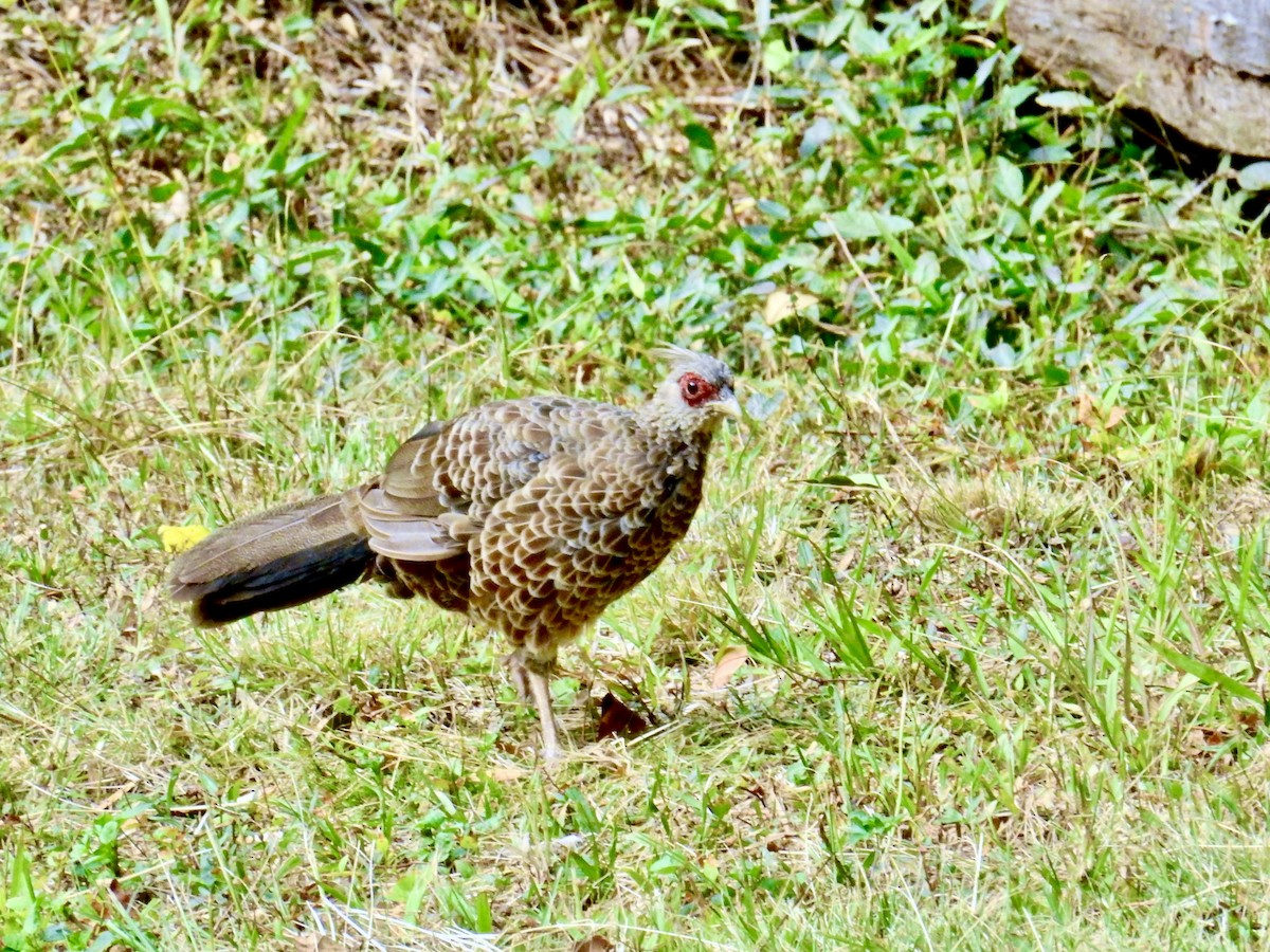 Kalij Pheasant - ML638997979