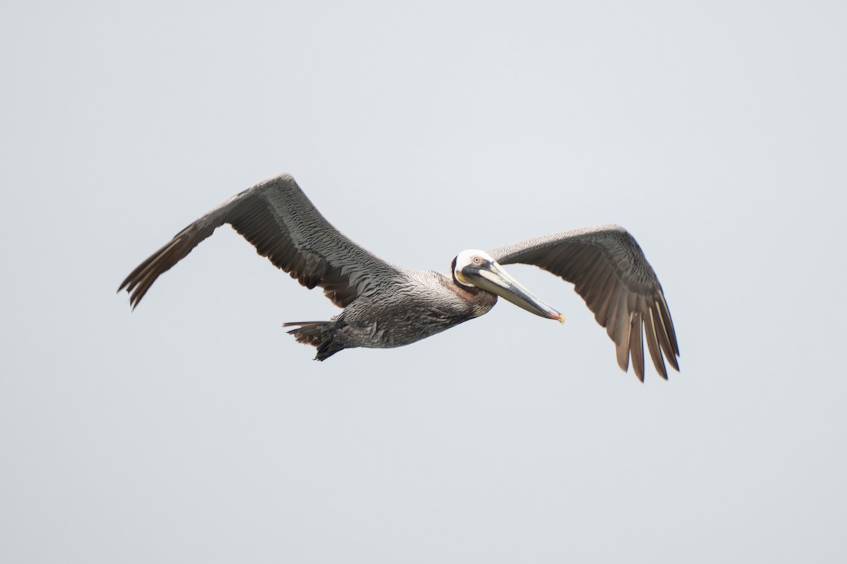 Brown Pelican - ML638997982