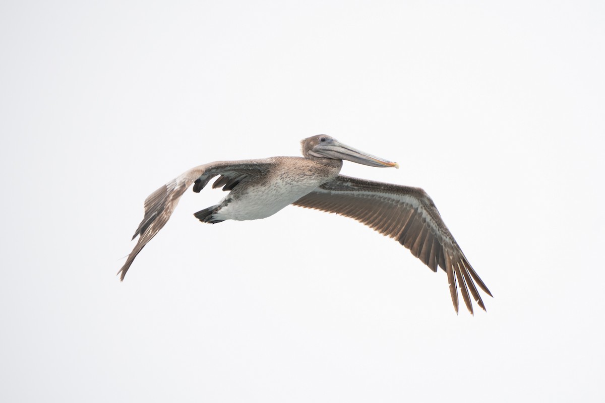 Brown Pelican - ML638997983