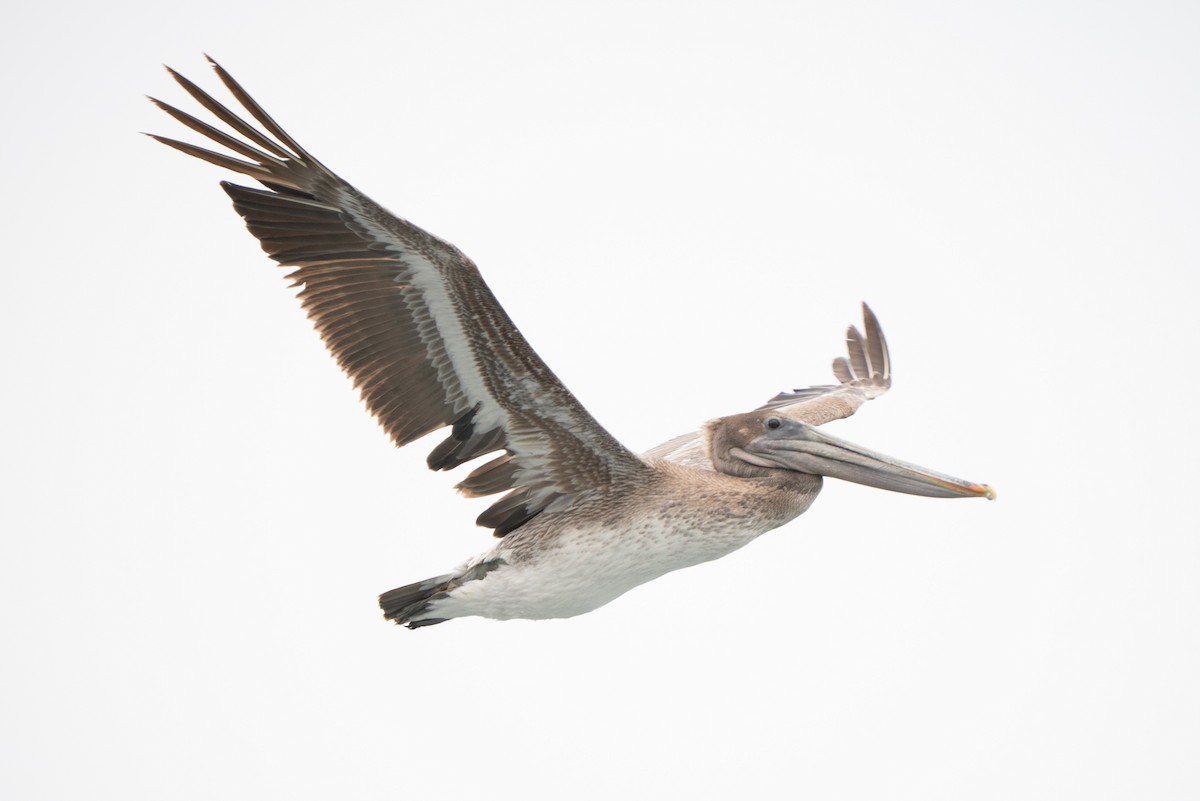 Brown Pelican - ML638997984