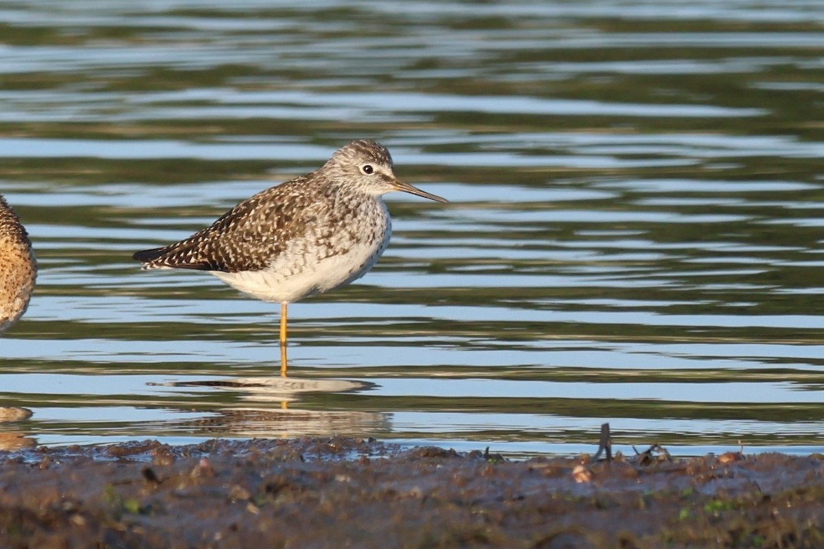 Lesser Yellowlegs - ML638997985