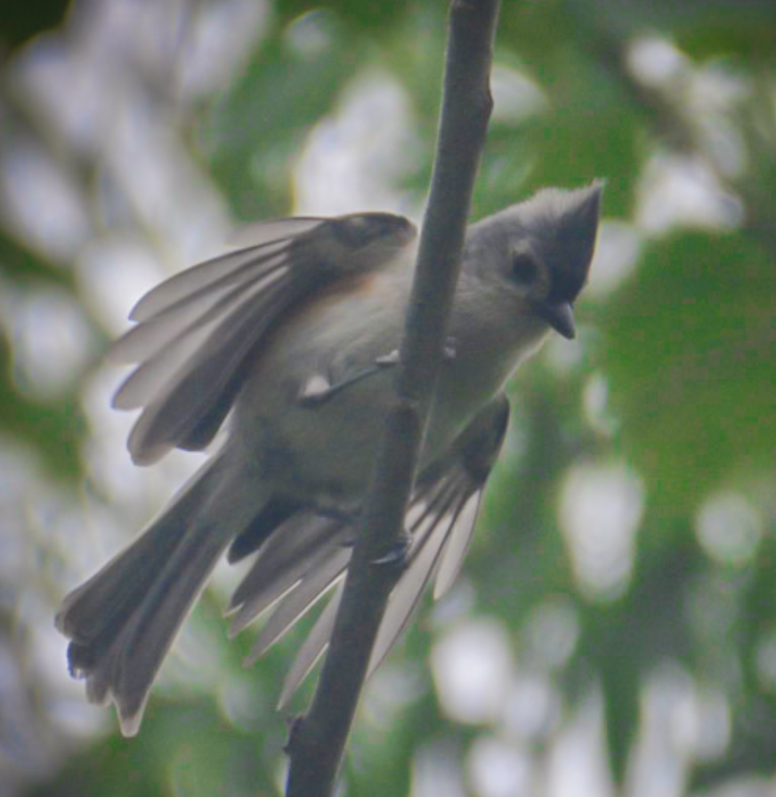 Tufted Titmouse - ML638997986