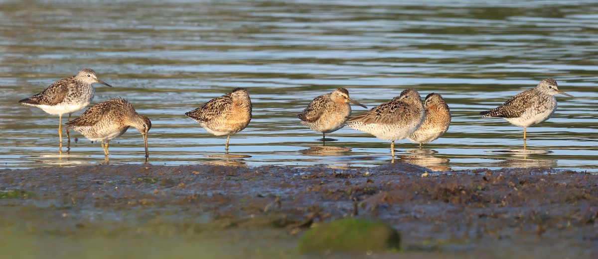 Short-billed Dowitcher - ML638997987