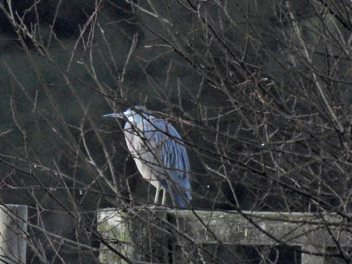 White-faced Heron - ML638997988