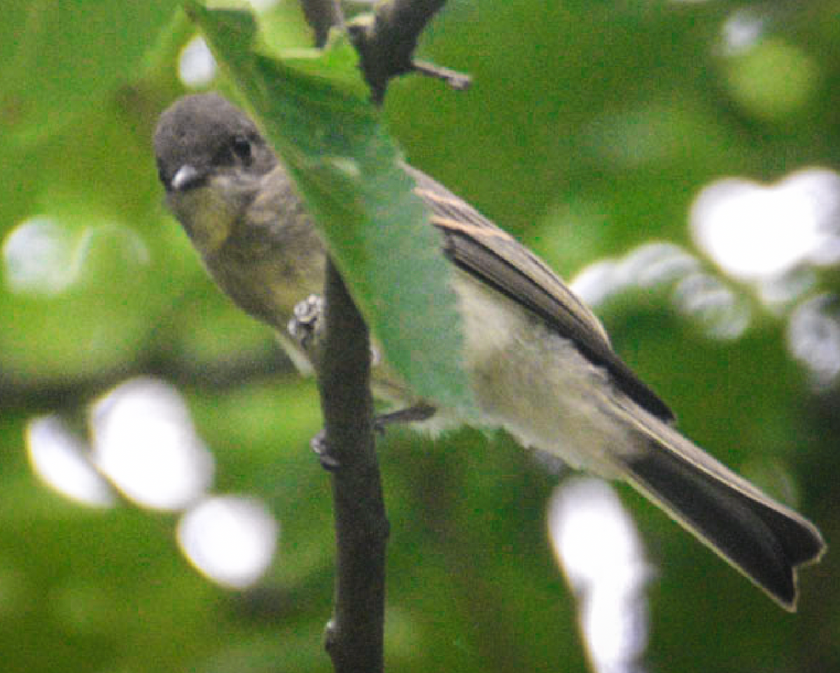Eastern Phoebe - ML638997989