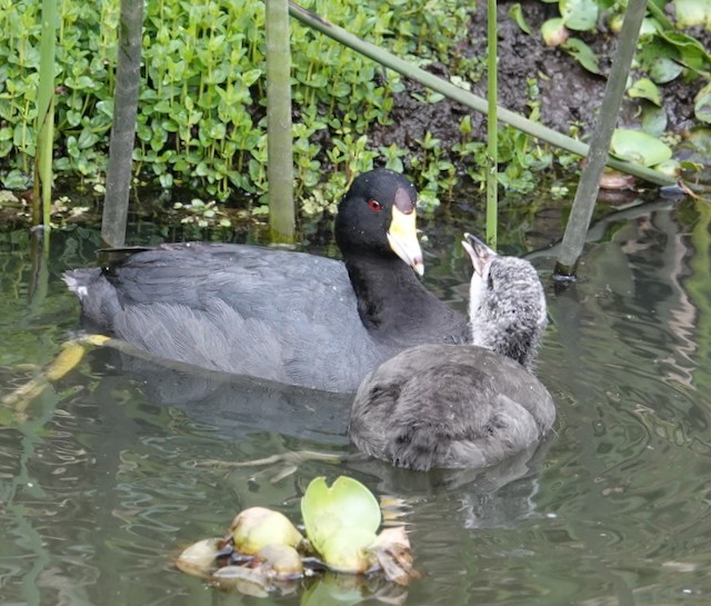 American Coot - ML638997990