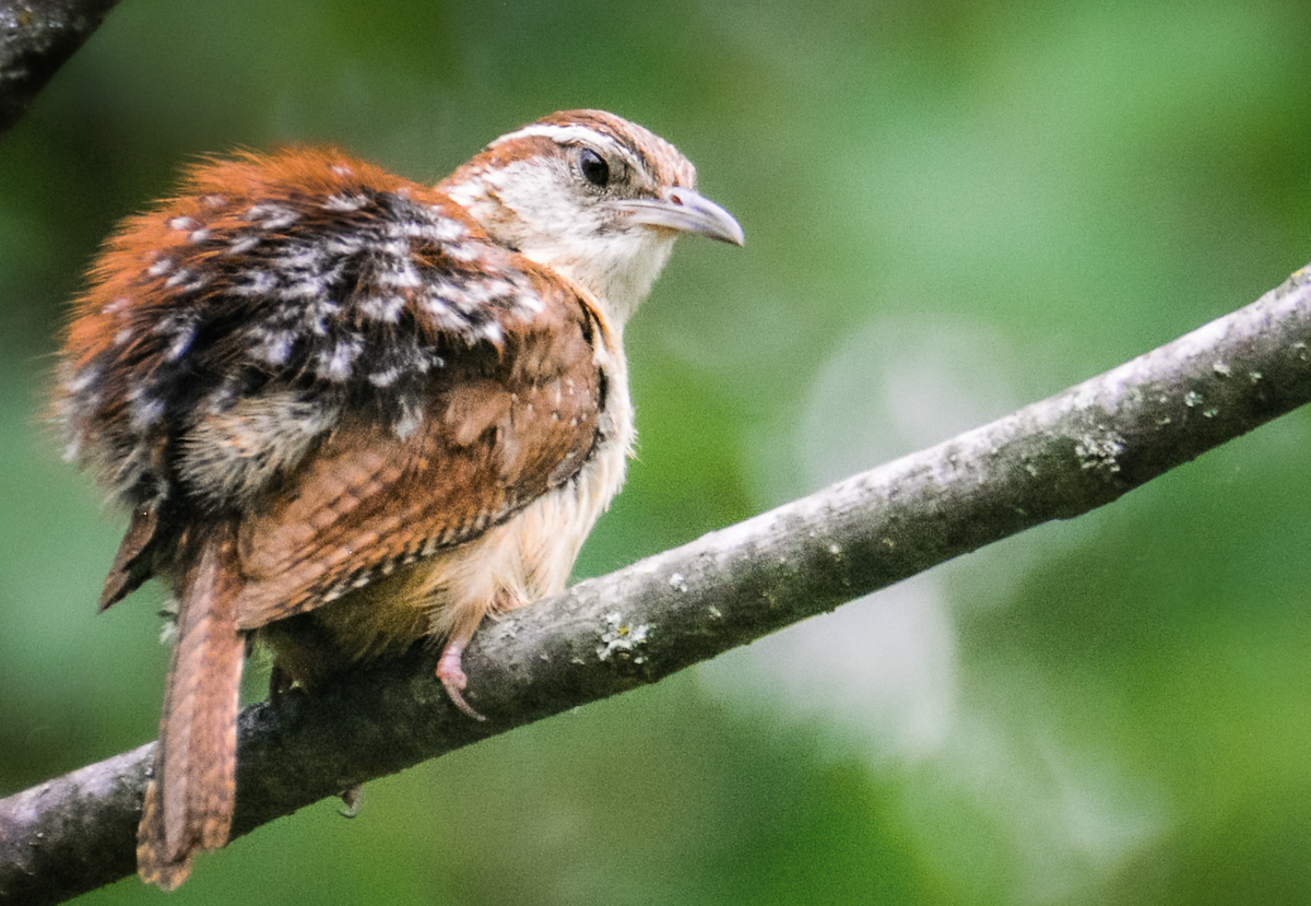 Carolina Wren - ML638997992