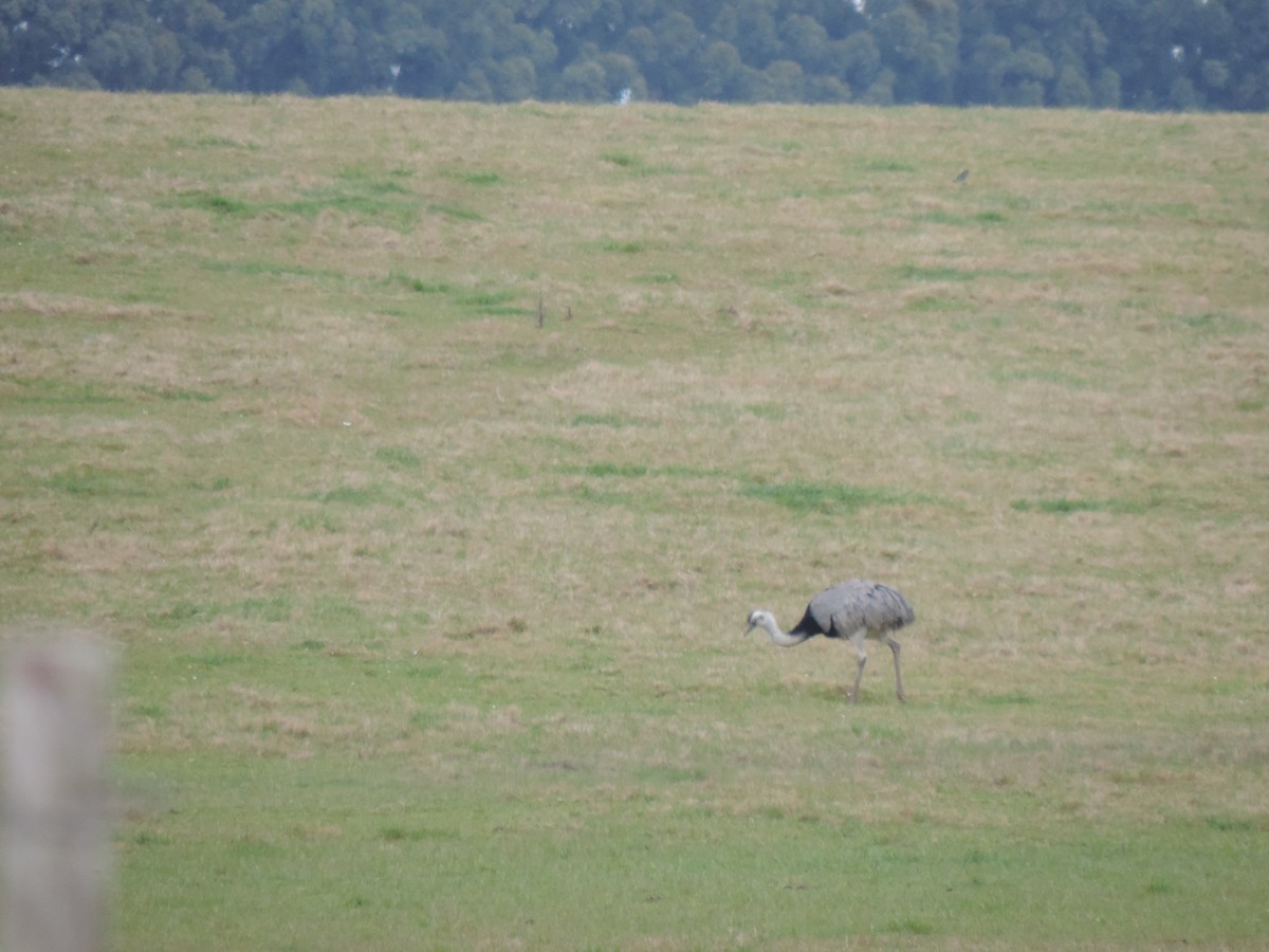 Greater Rhea - ML638997995