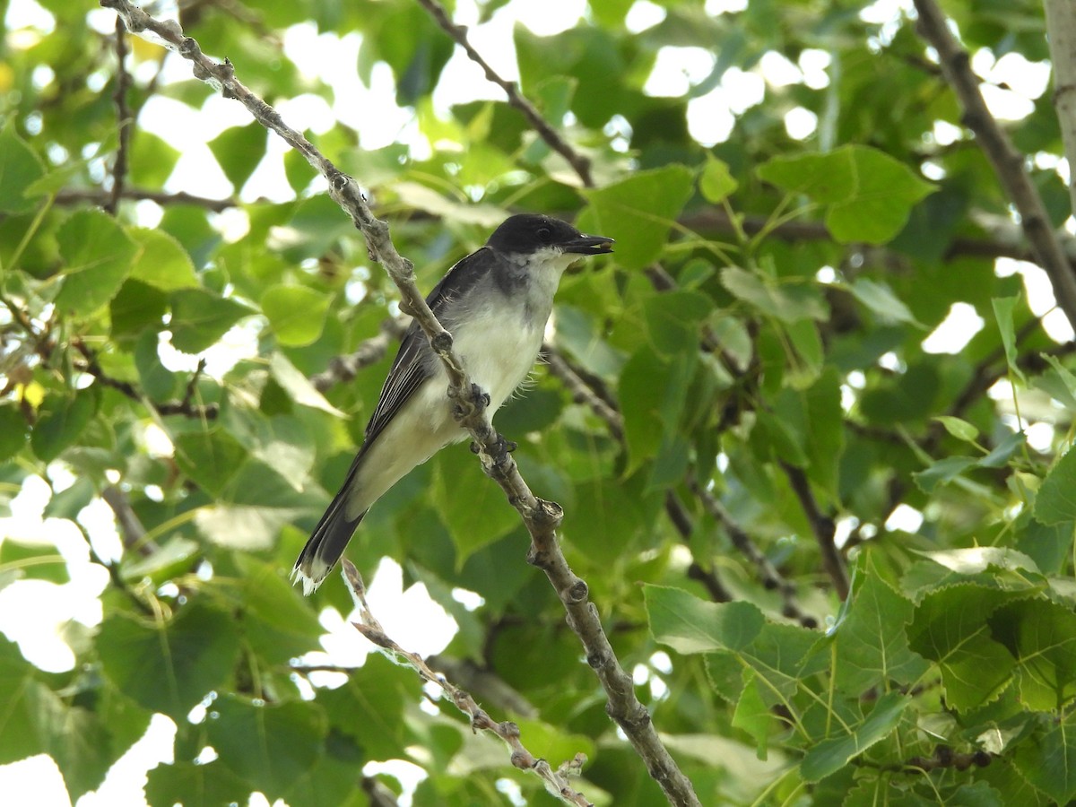 Eastern Kingbird - ML638997996