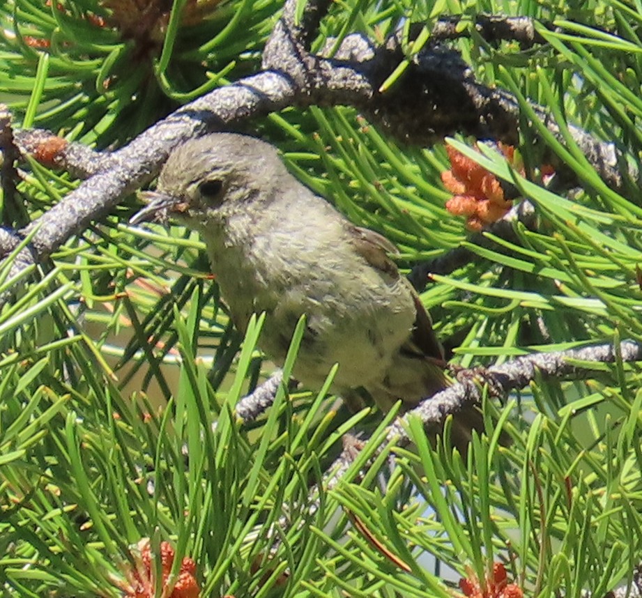 Warbling Vireo - ML638997997