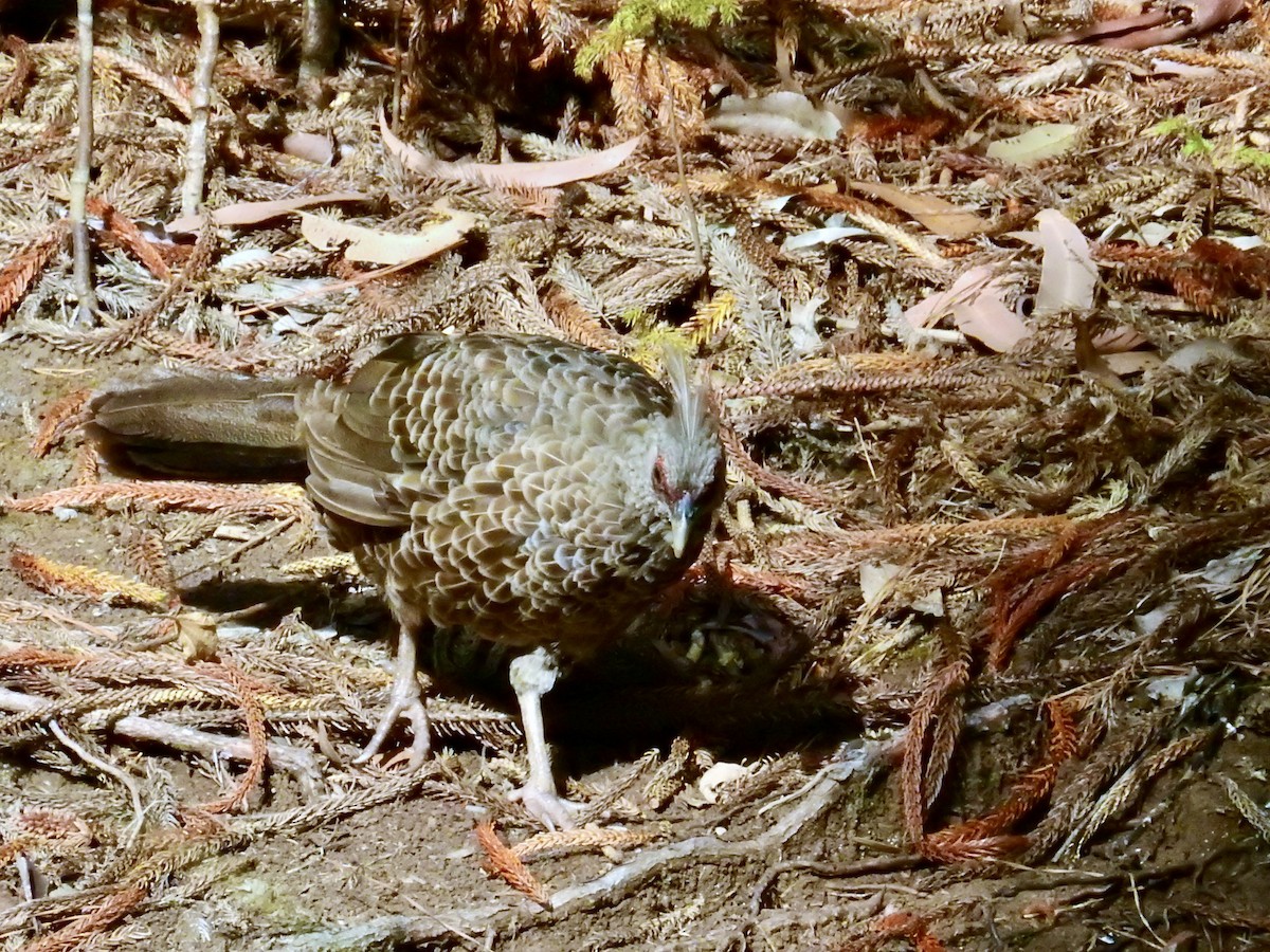 Kalij Pheasant - ML638997998