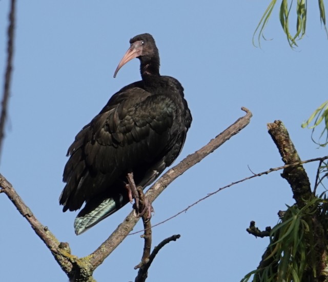 Bare-faced Ibis - ML638997999
