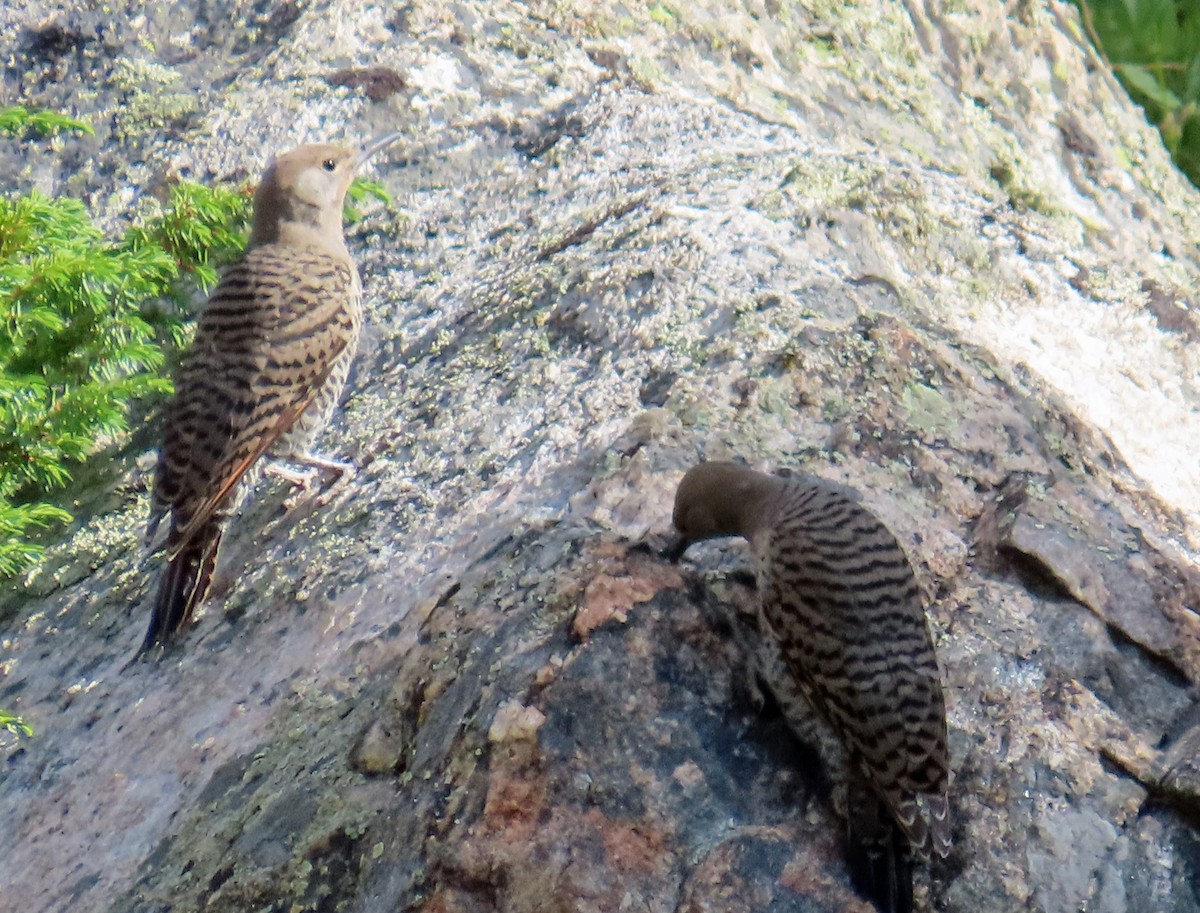 Northern Flicker - ML638998000